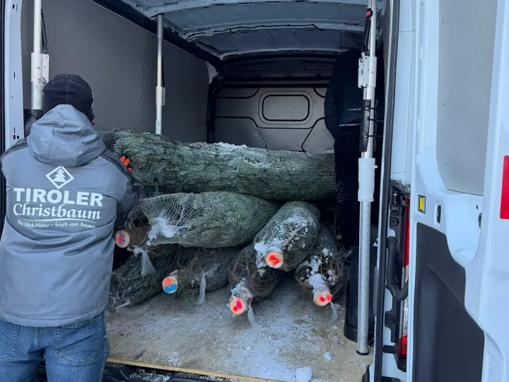 Christbäume werden in einen Lieferwagen geladen